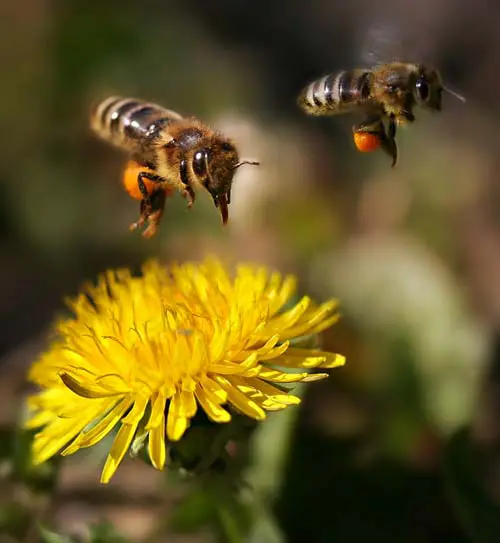 Montebourg et les abeilles